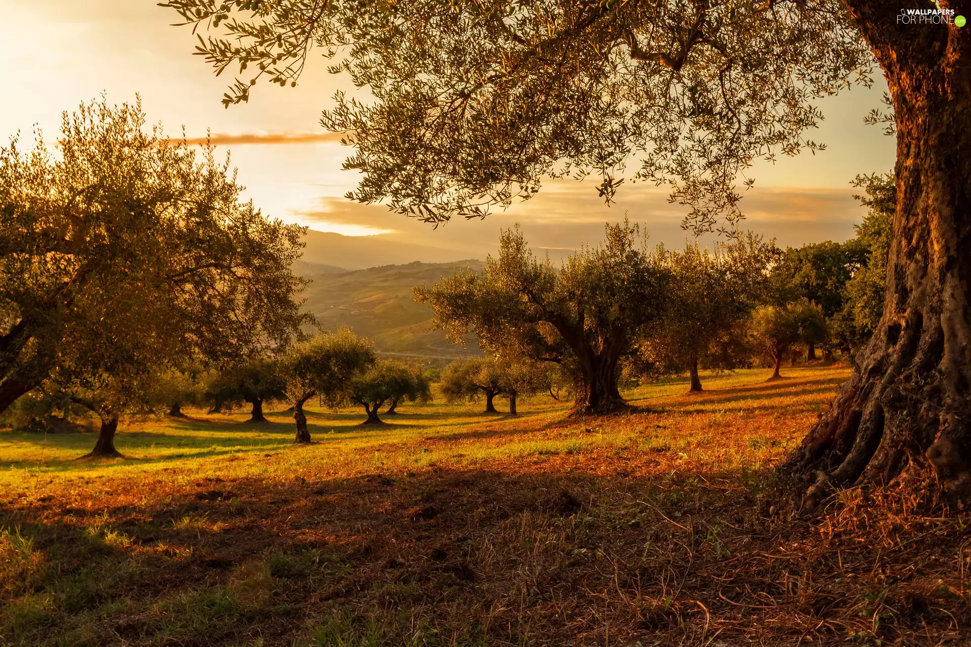 Great Sunsets, viewes, Plants, trees