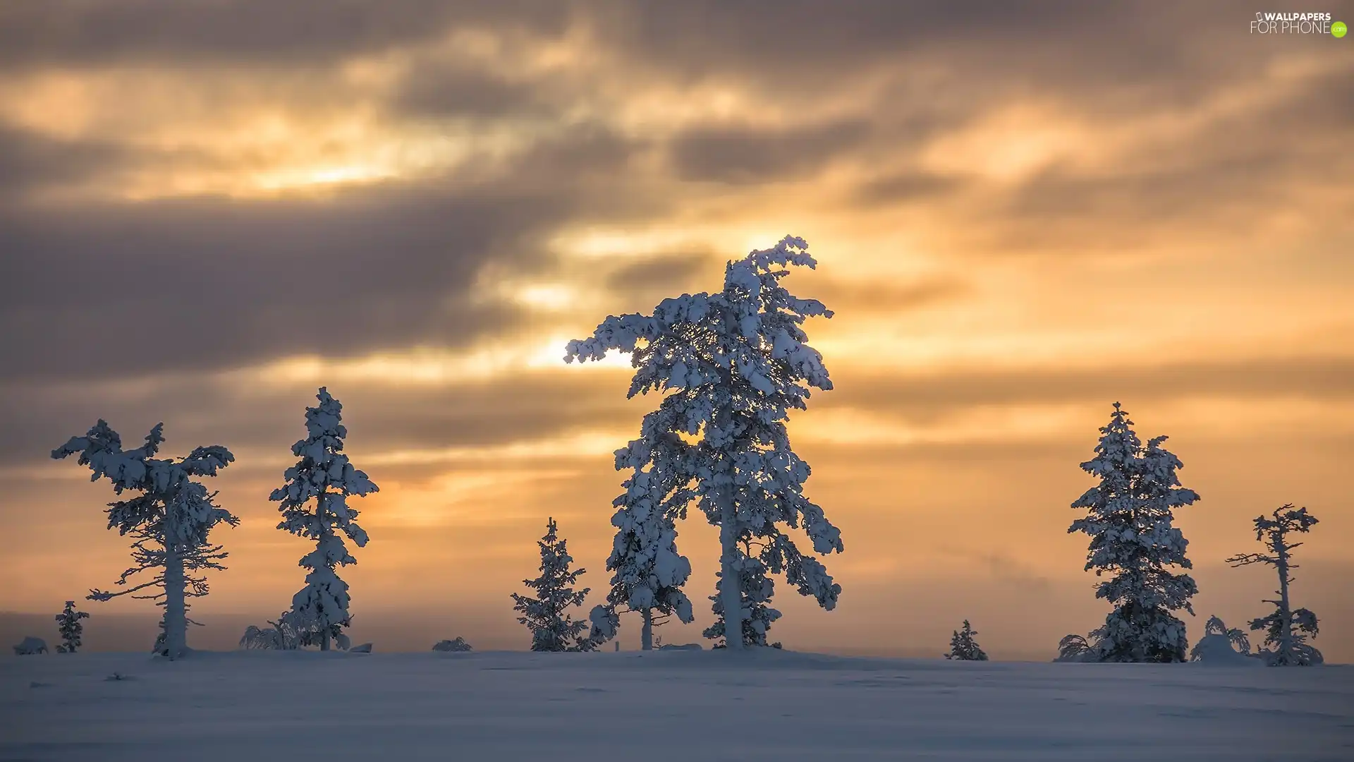 trees, viewes, Great Sunsets, Snowy, winter