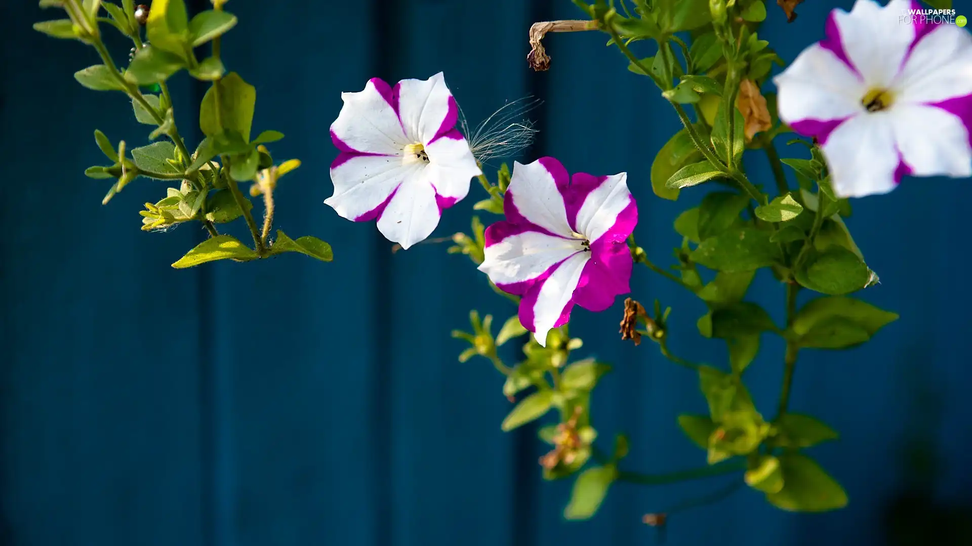 surfinia, white, Violet