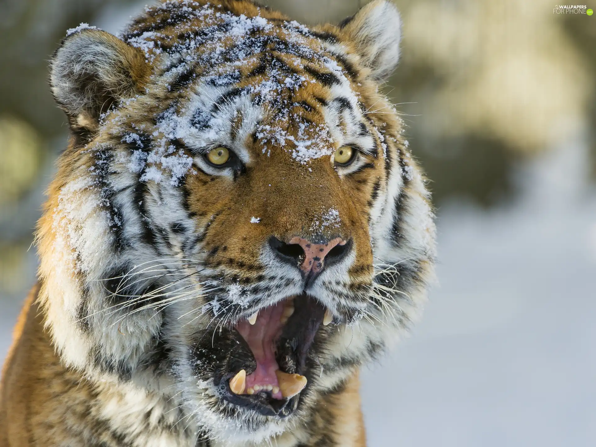 tiger, surprise
