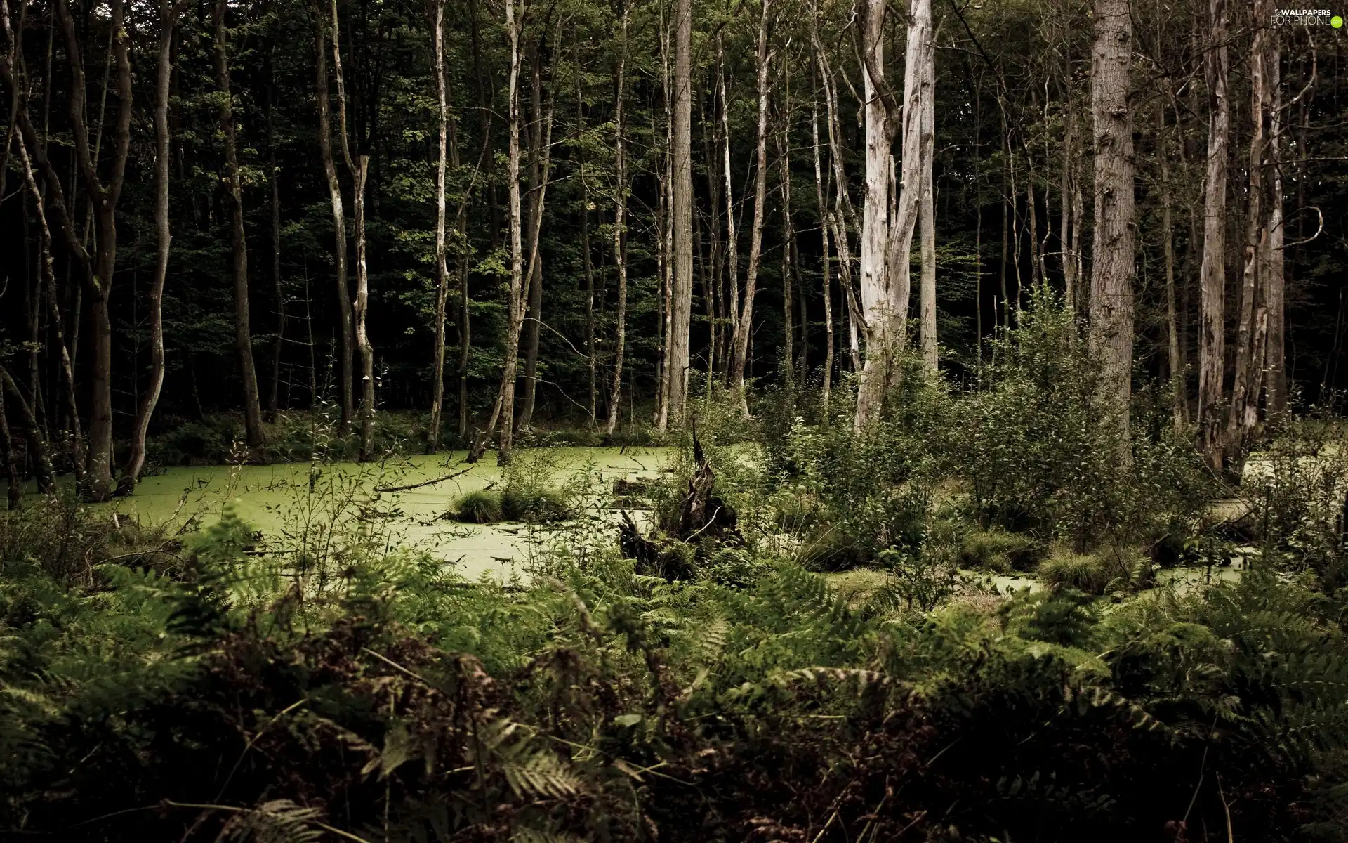 forest, swamp