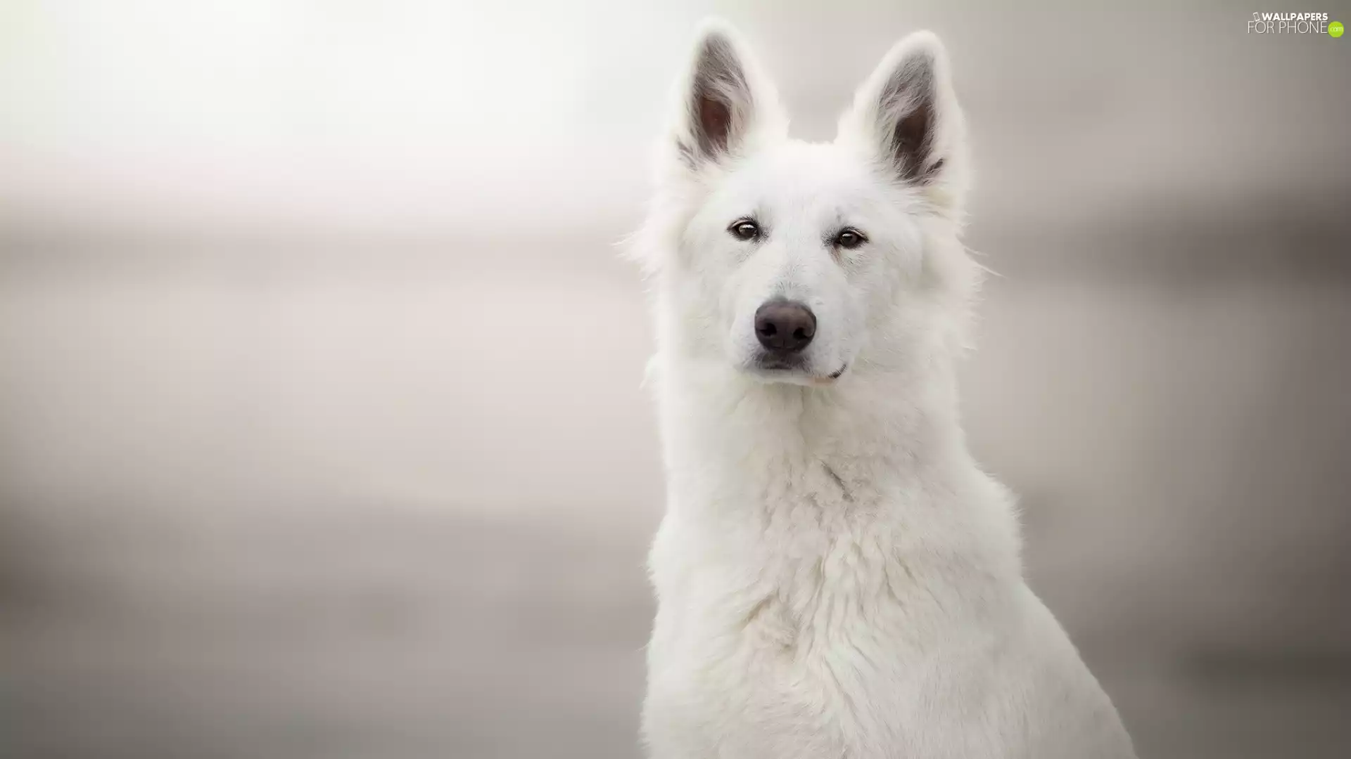 standing, ears, White Swiss Shepherd, muzzle, dog