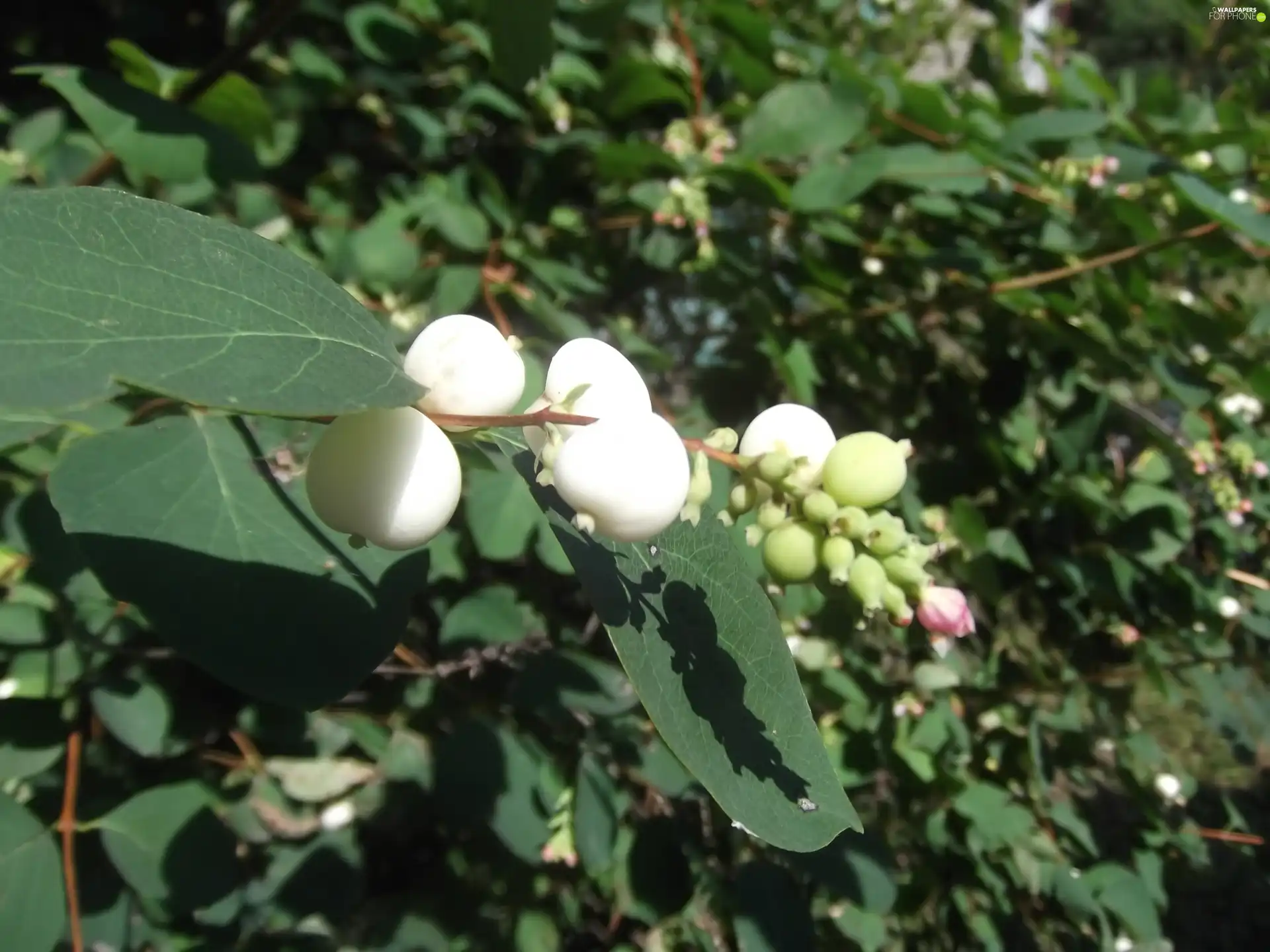 Symphoricarpos Duhamel