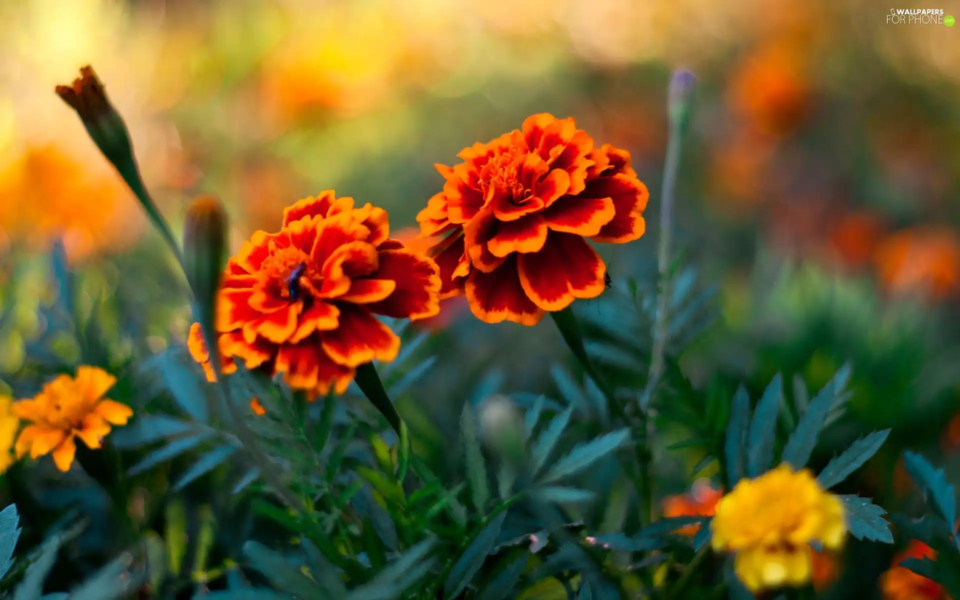 Flowers, Tagetes