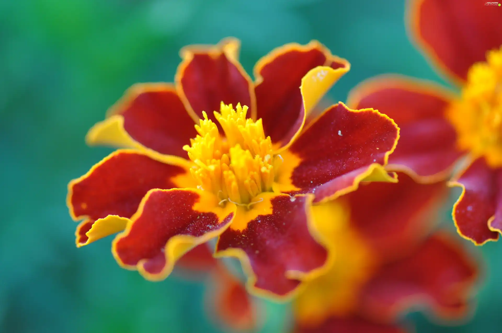 Tagetes, Tagetes