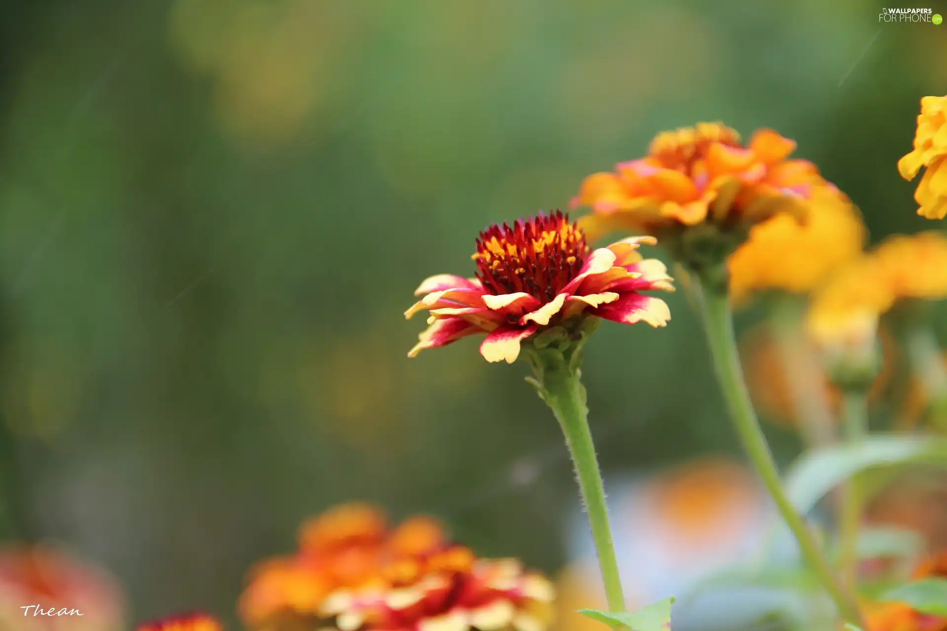 Tagetes, red, Yellow