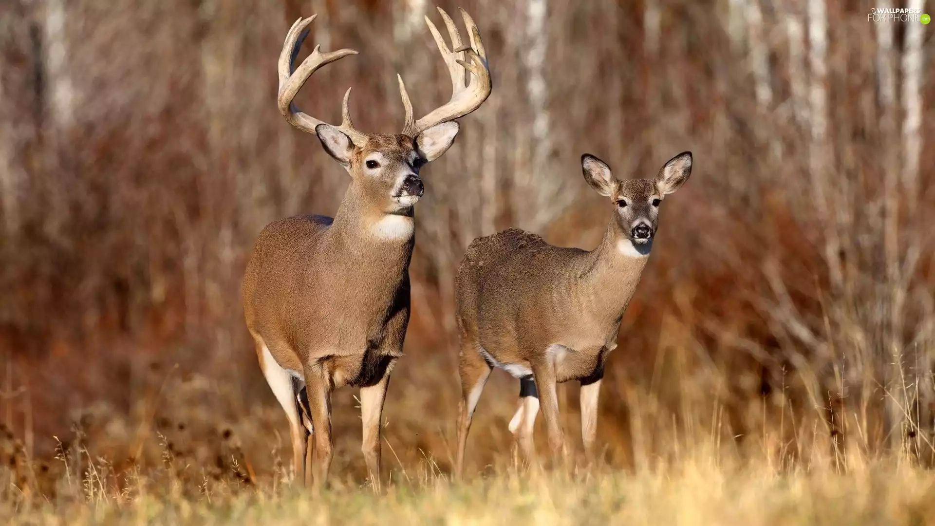 White-tailed Deer, deer, roe