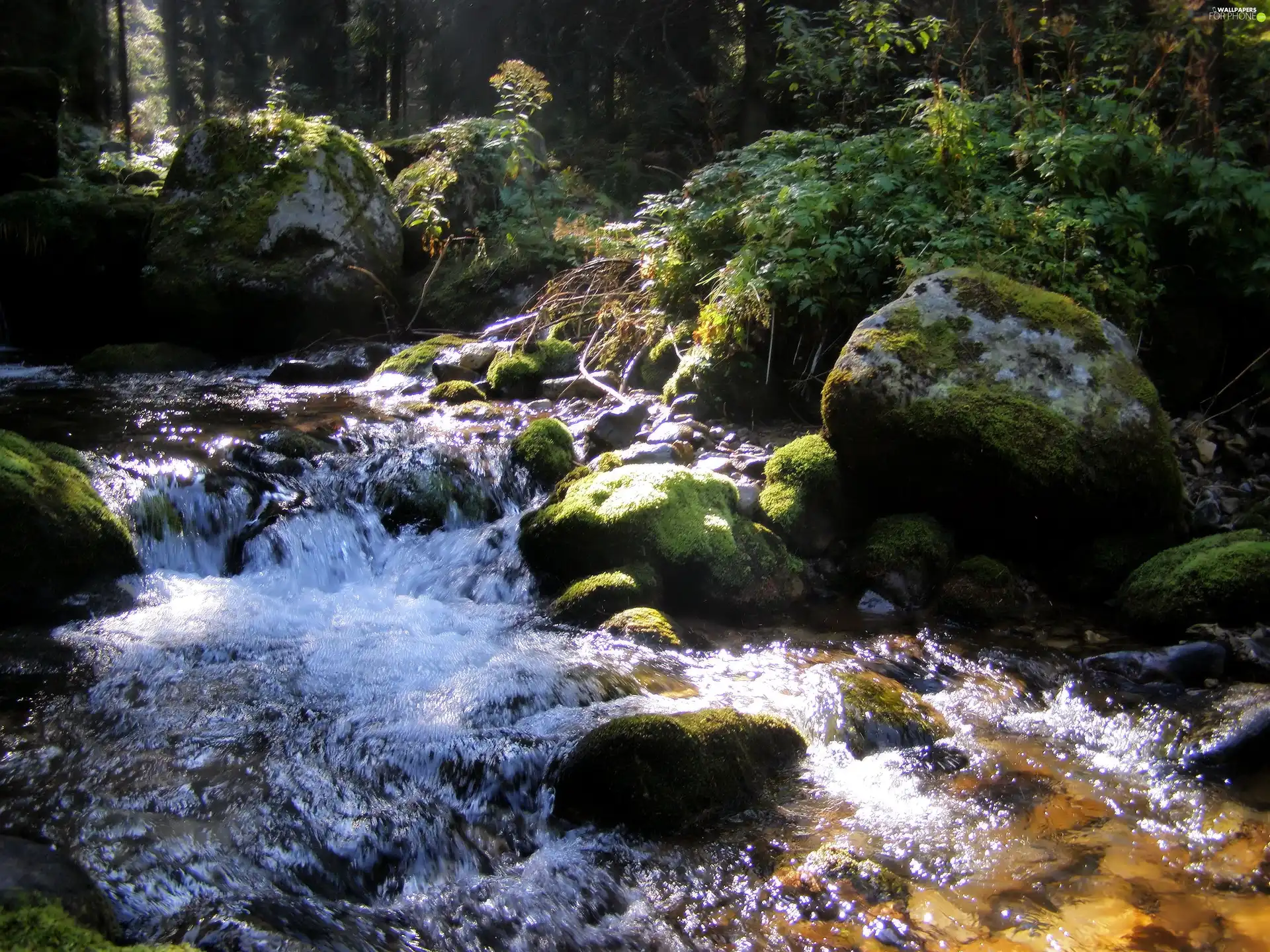 stream, Tatras