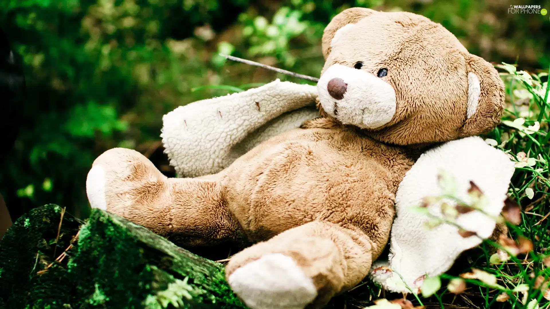 doublet, Plush, teddy bear