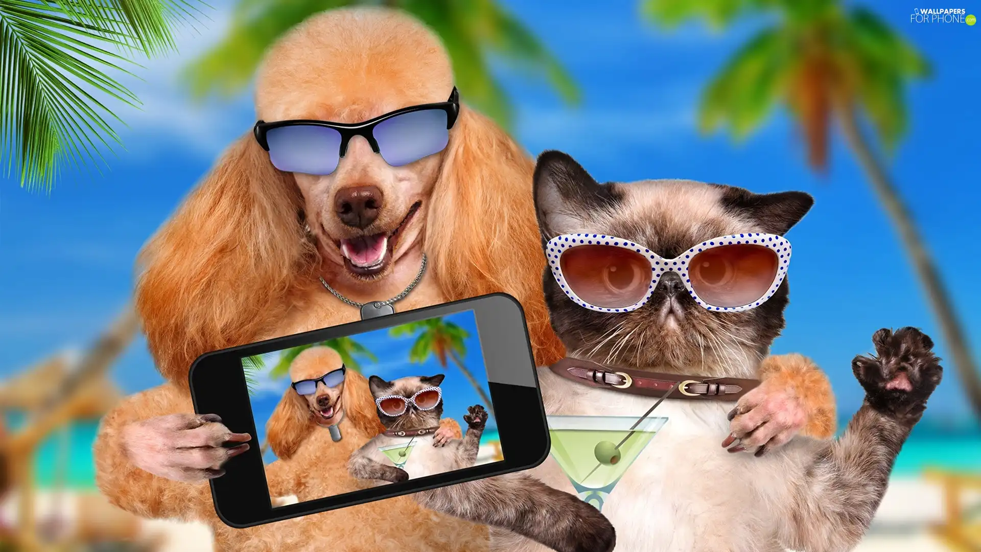 Telephone, Glasses, cat, Selfie, poodle