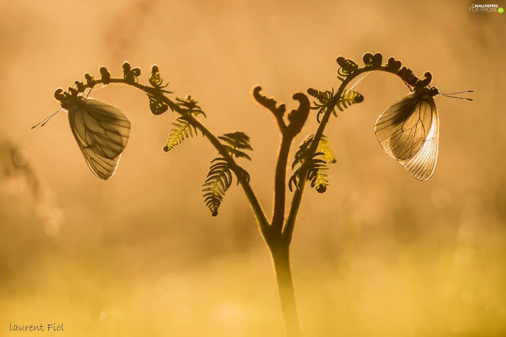 Two cars, Pereute telthusa, plant, butterflies