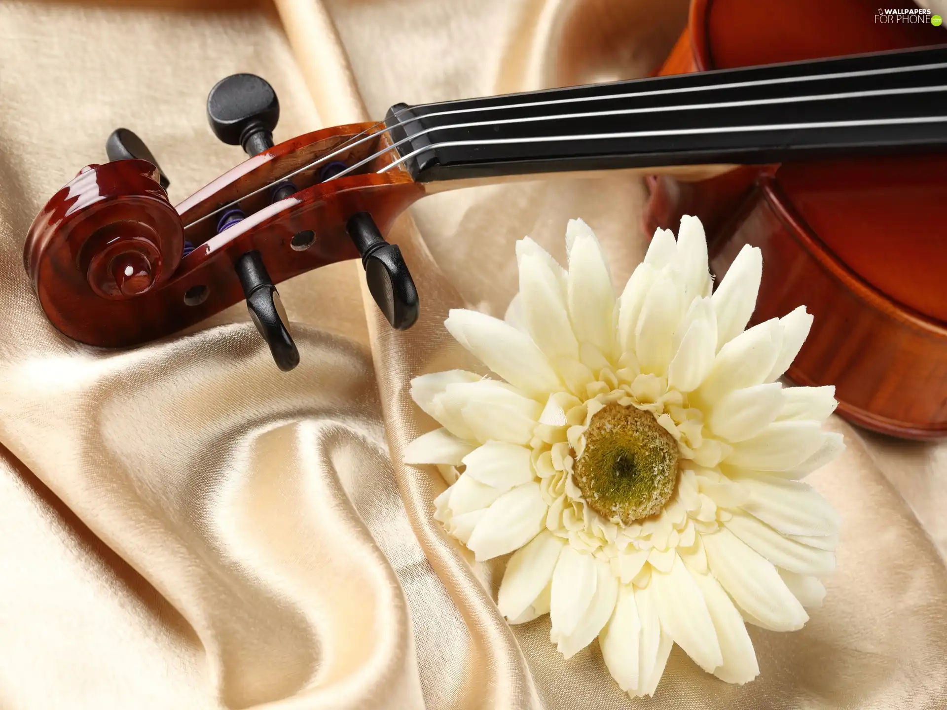 instrument, Gerber, textile, musical