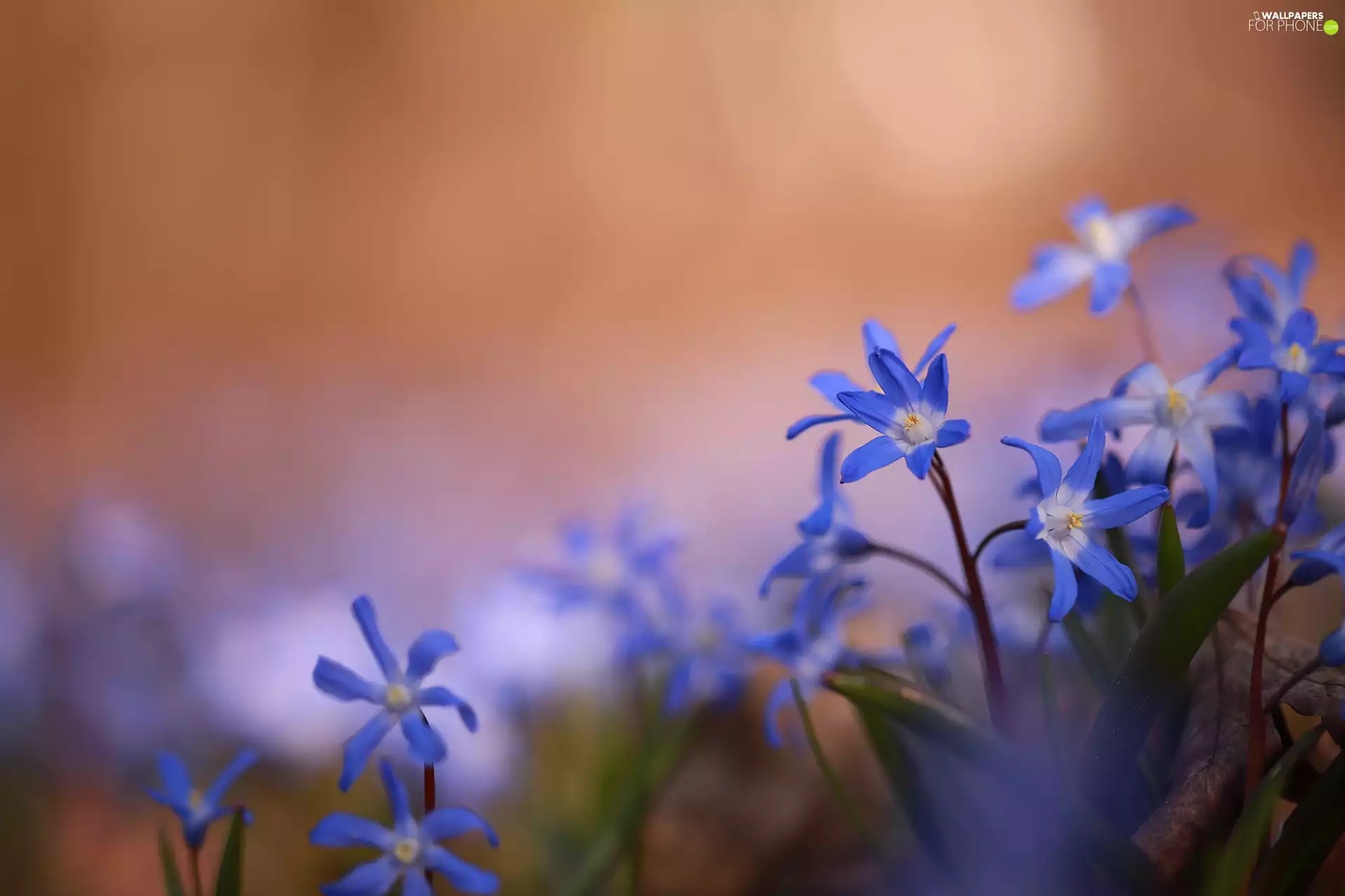 Flowers, Glory of the Snow, Blue