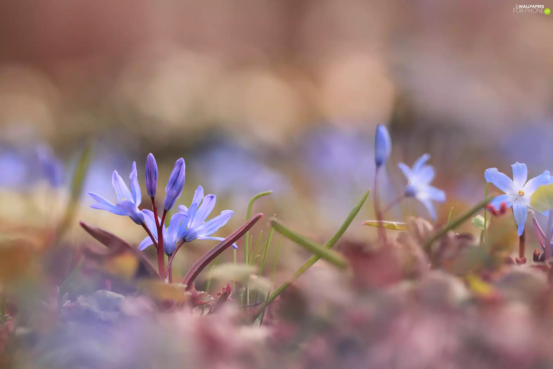 Flowers, Glory of the Snow, Blue