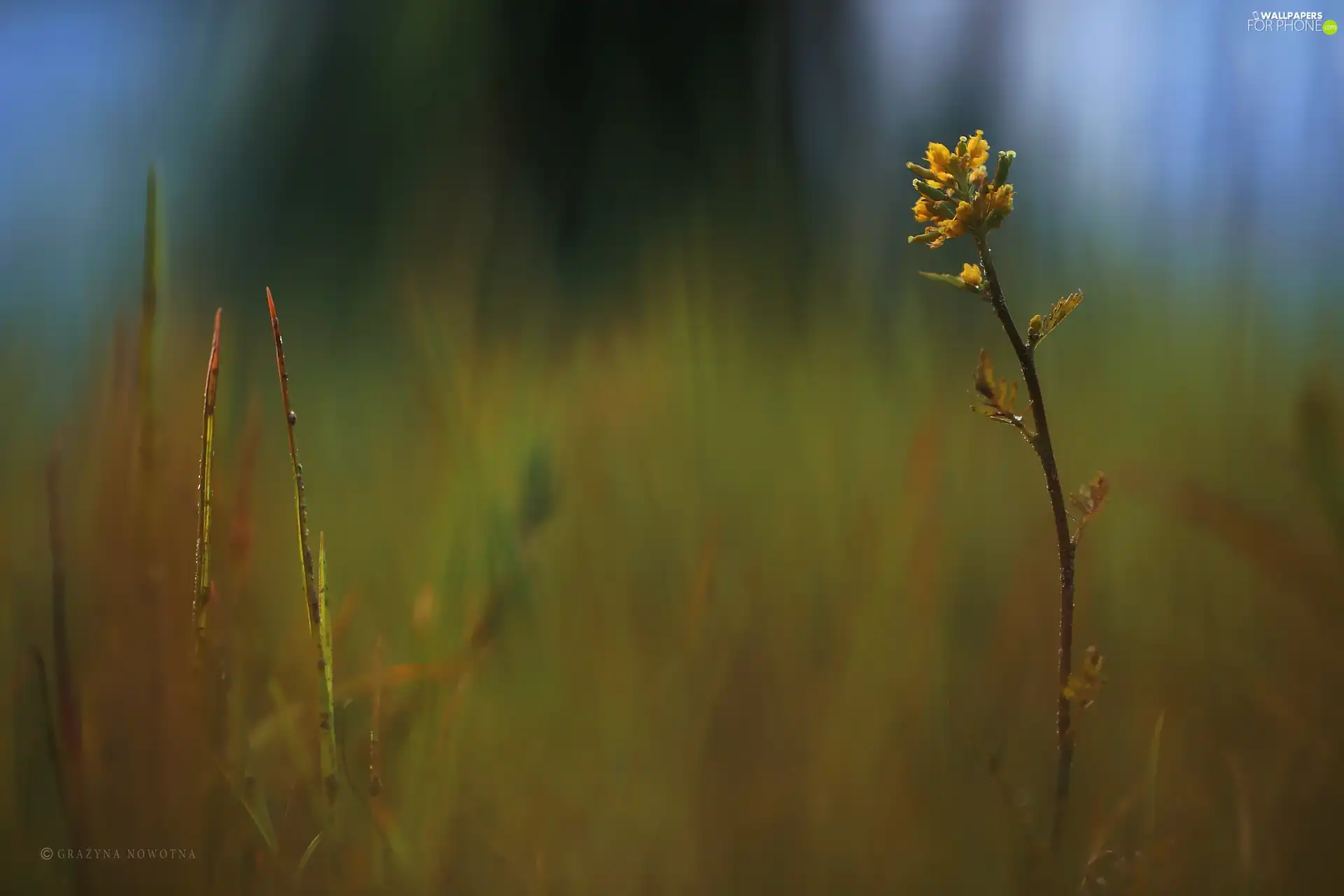 The herb, blur