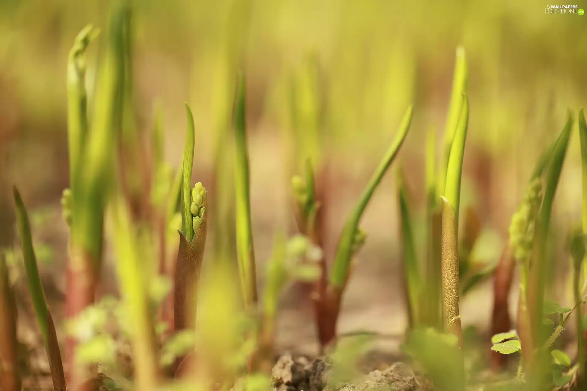 Leaf, lily of the Valley, Buds