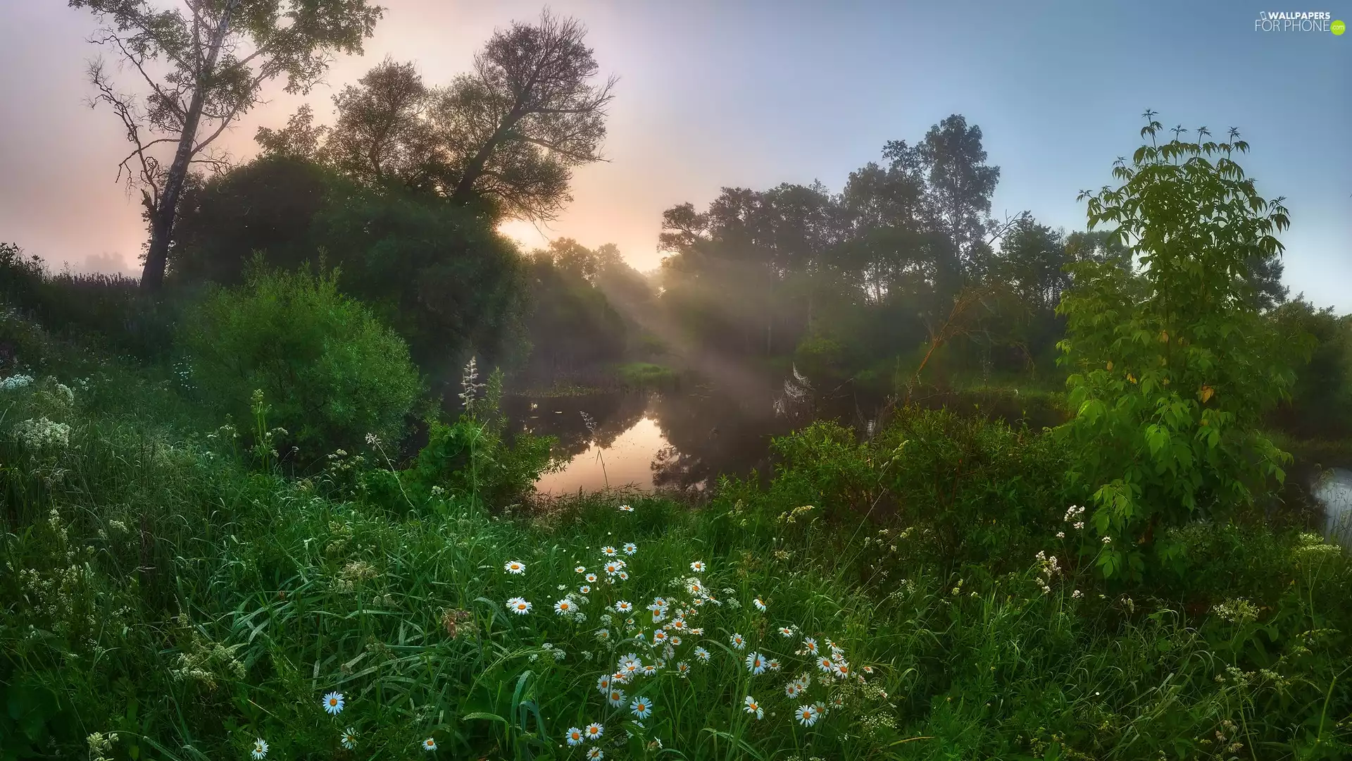 summer, rays of the Sun, Meadow, Pond - car, Flowers, daisy, trees, viewes, Plants