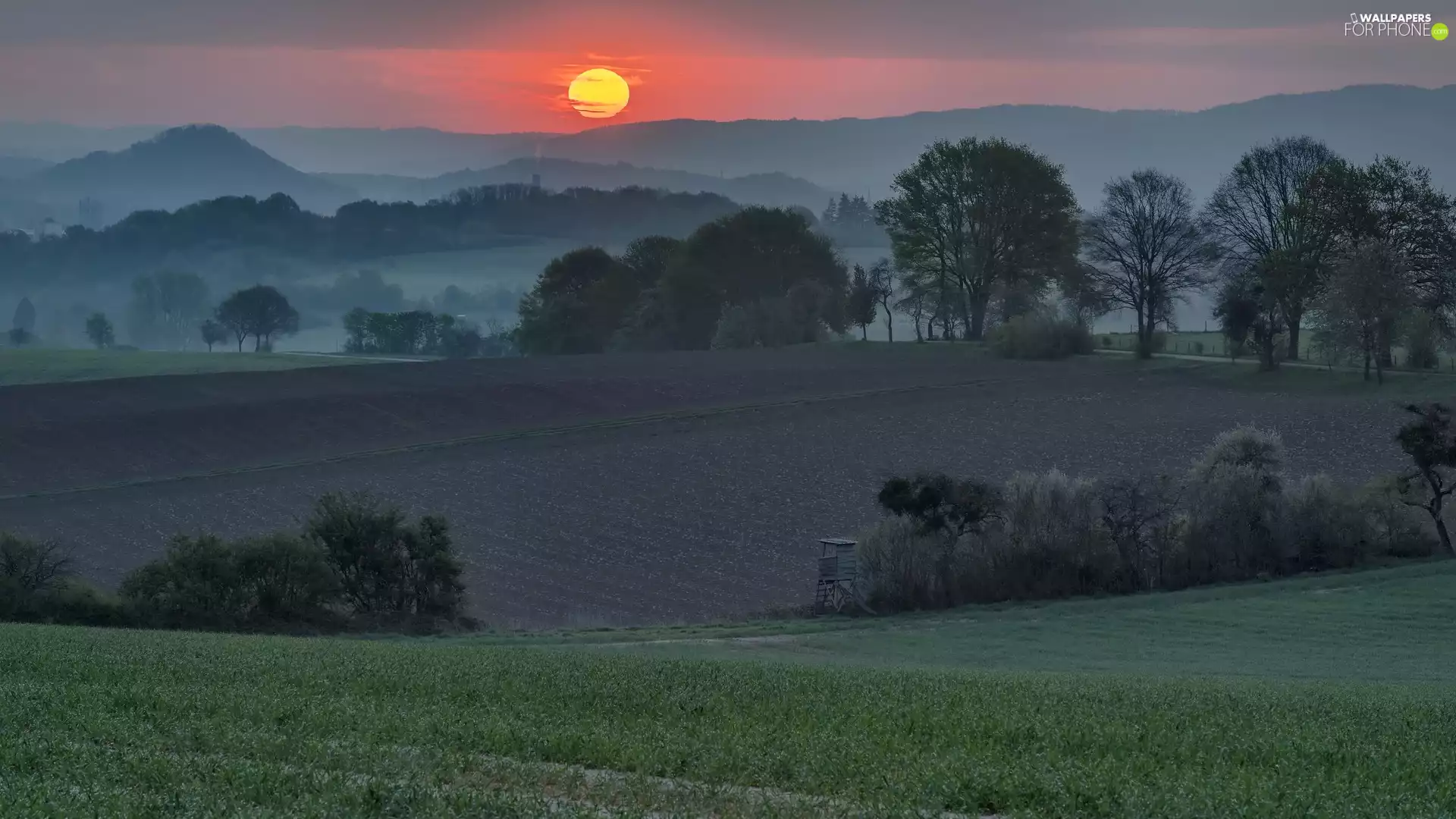 trees, Sunrise, Fog, The Hills, viewes, field