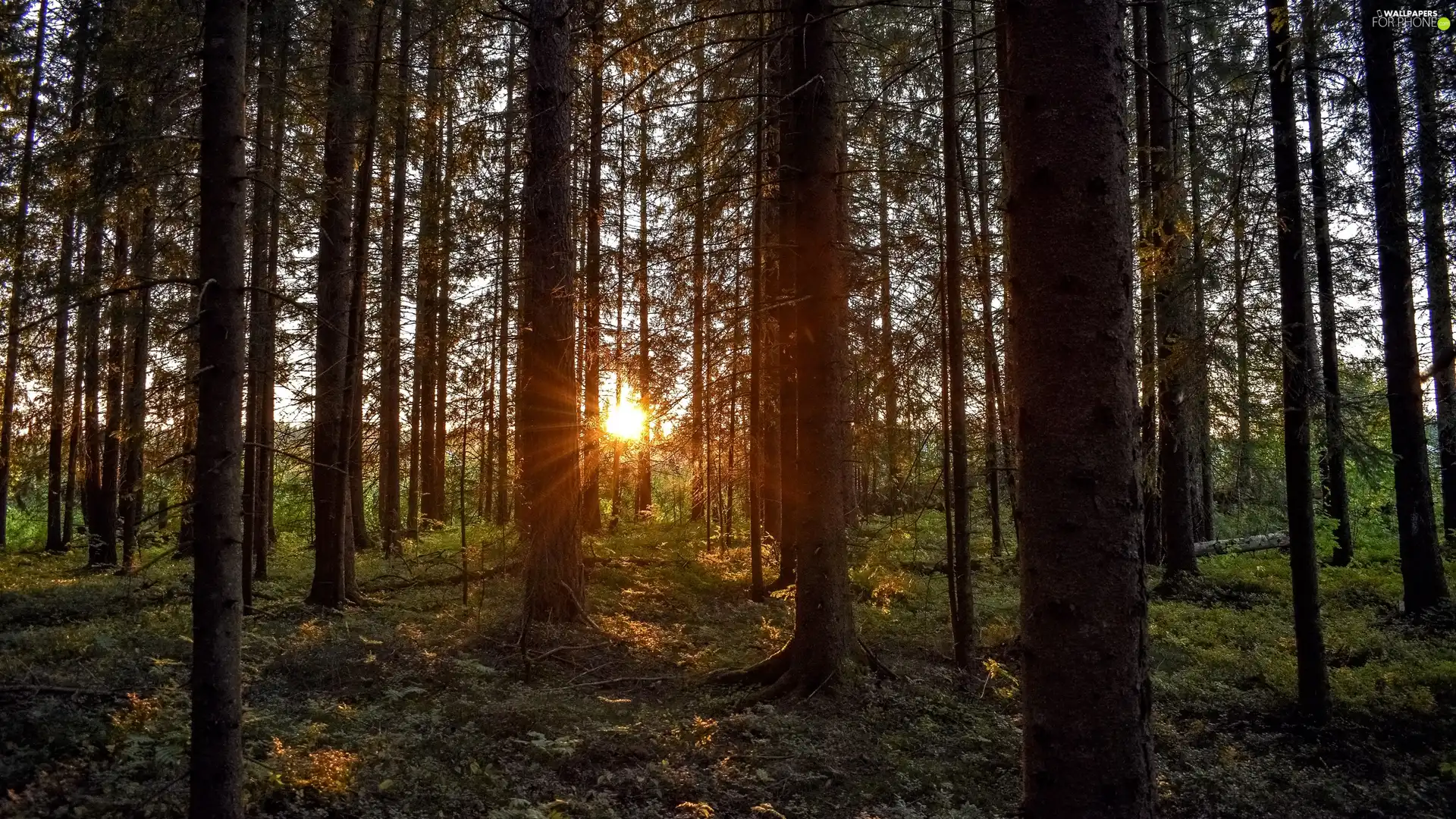 Conifers, rays of the Sun, forest