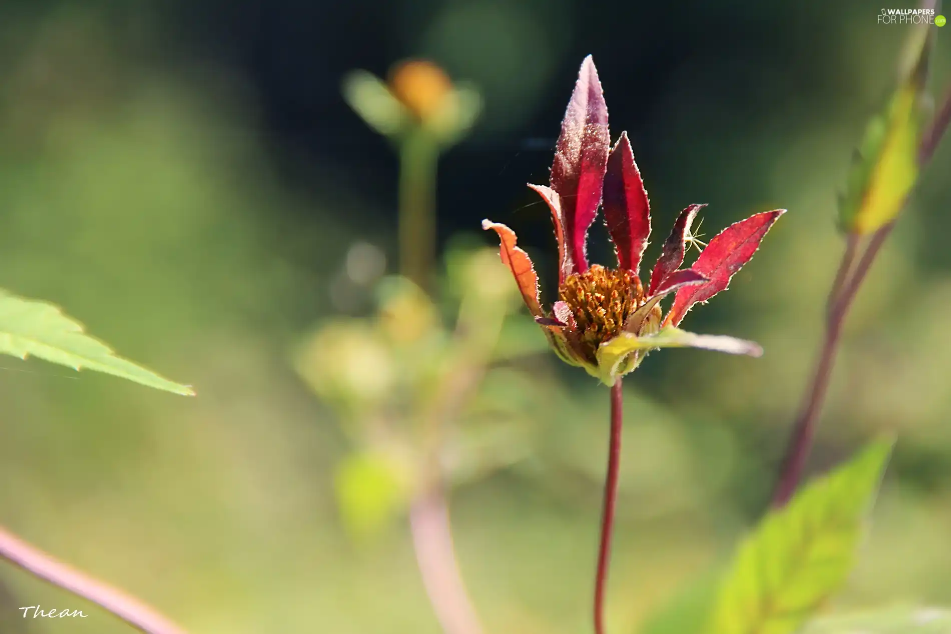 The herb, leaves