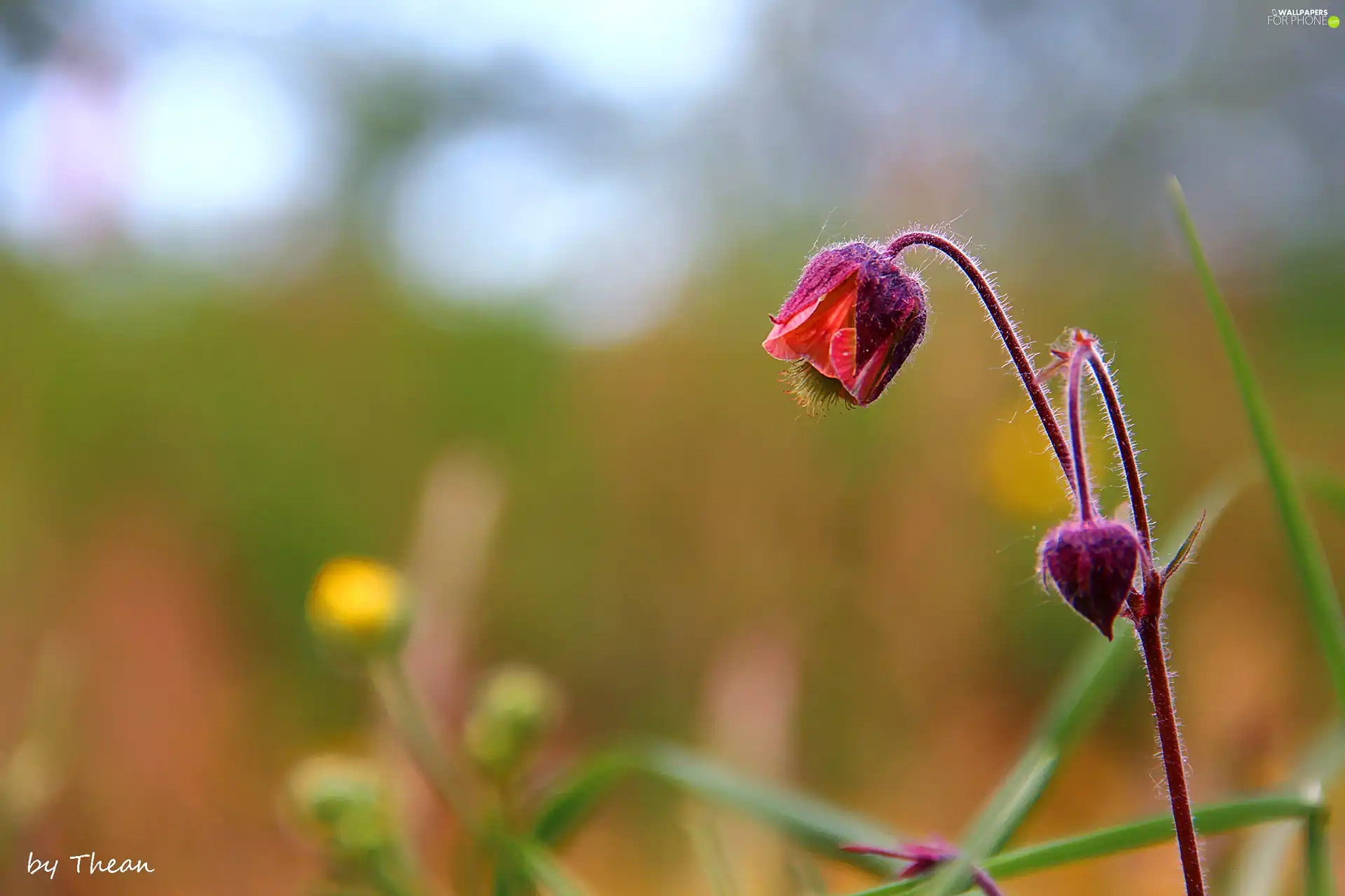 The herb, Meadow