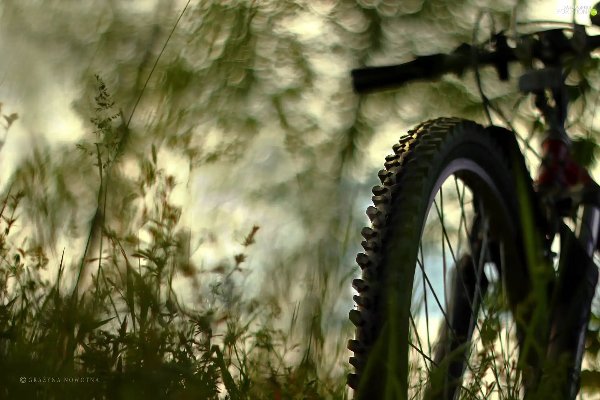 the spokes, Plants, circle, tire, Bike