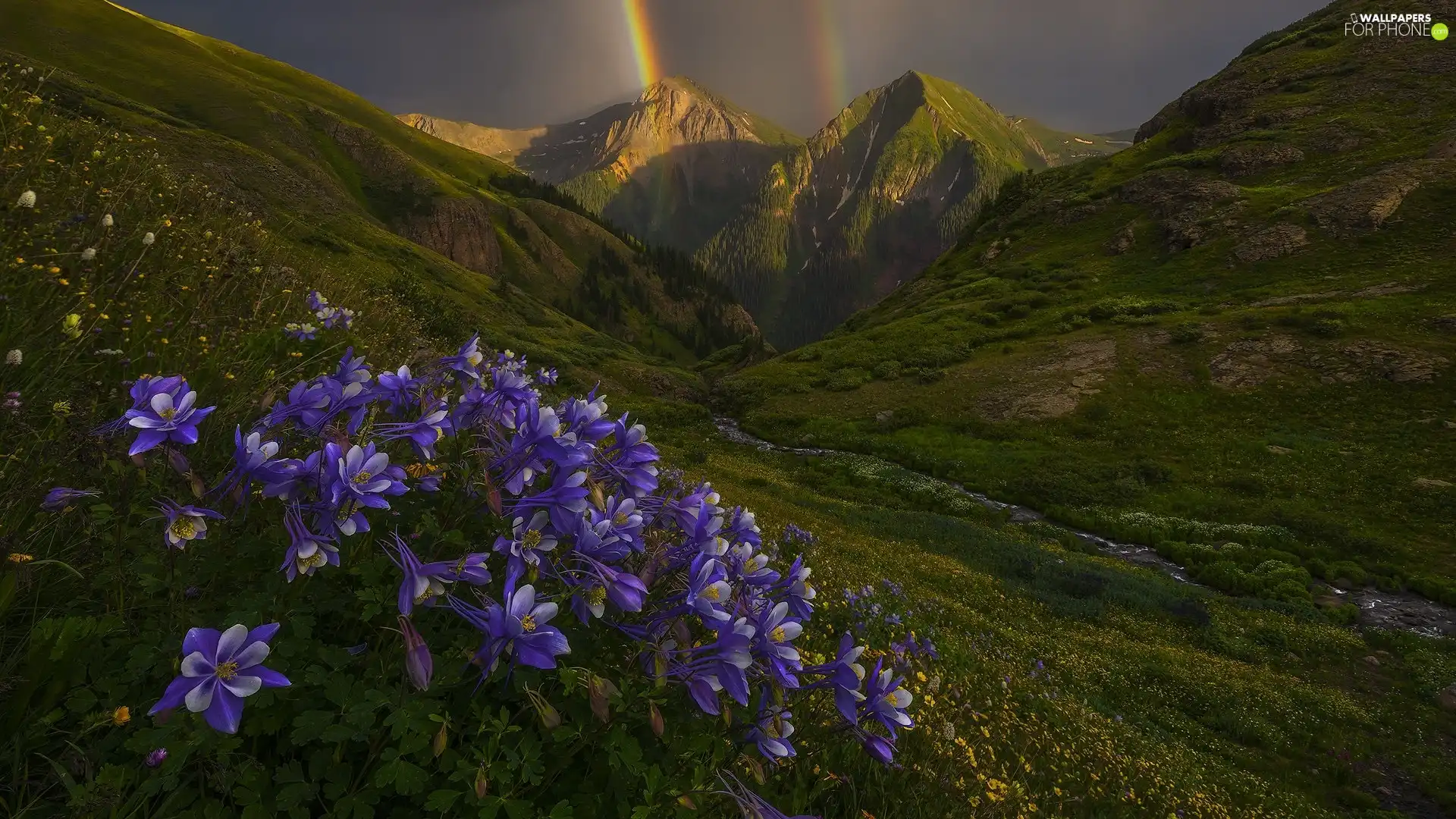 Flowers, Great Rainbows, Colorado, purple, San Juan Mountains, Columbines, The United States