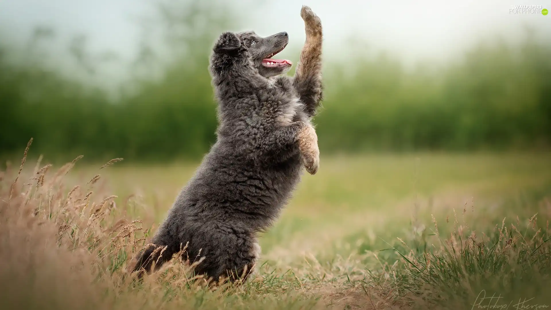 dog, The raised, pud, Puppy