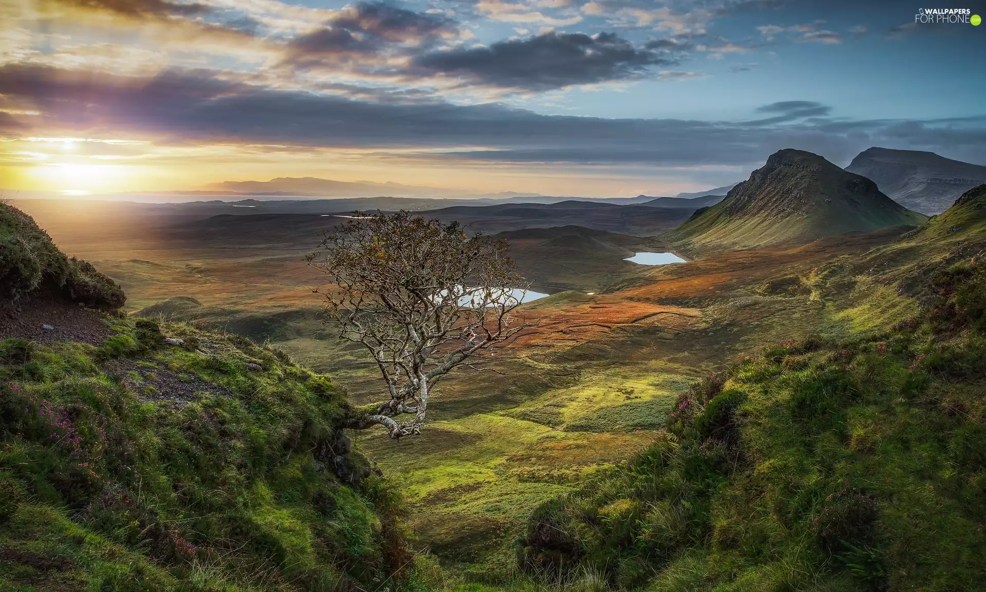 trees, Sunrise, Quiraing, The Hills, Scotland