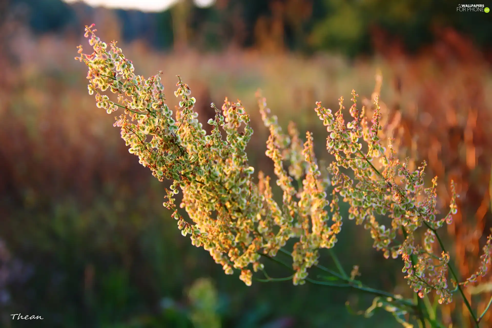 The herb, seeds