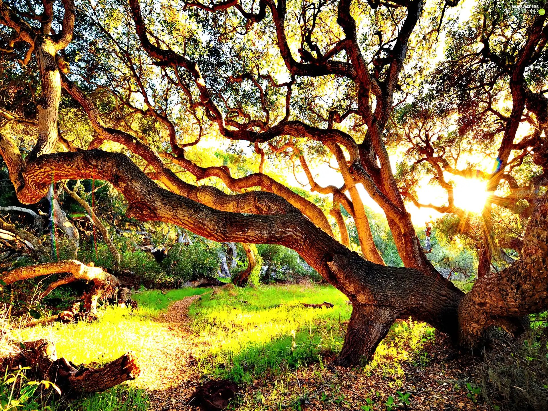 sun, trees, The clear