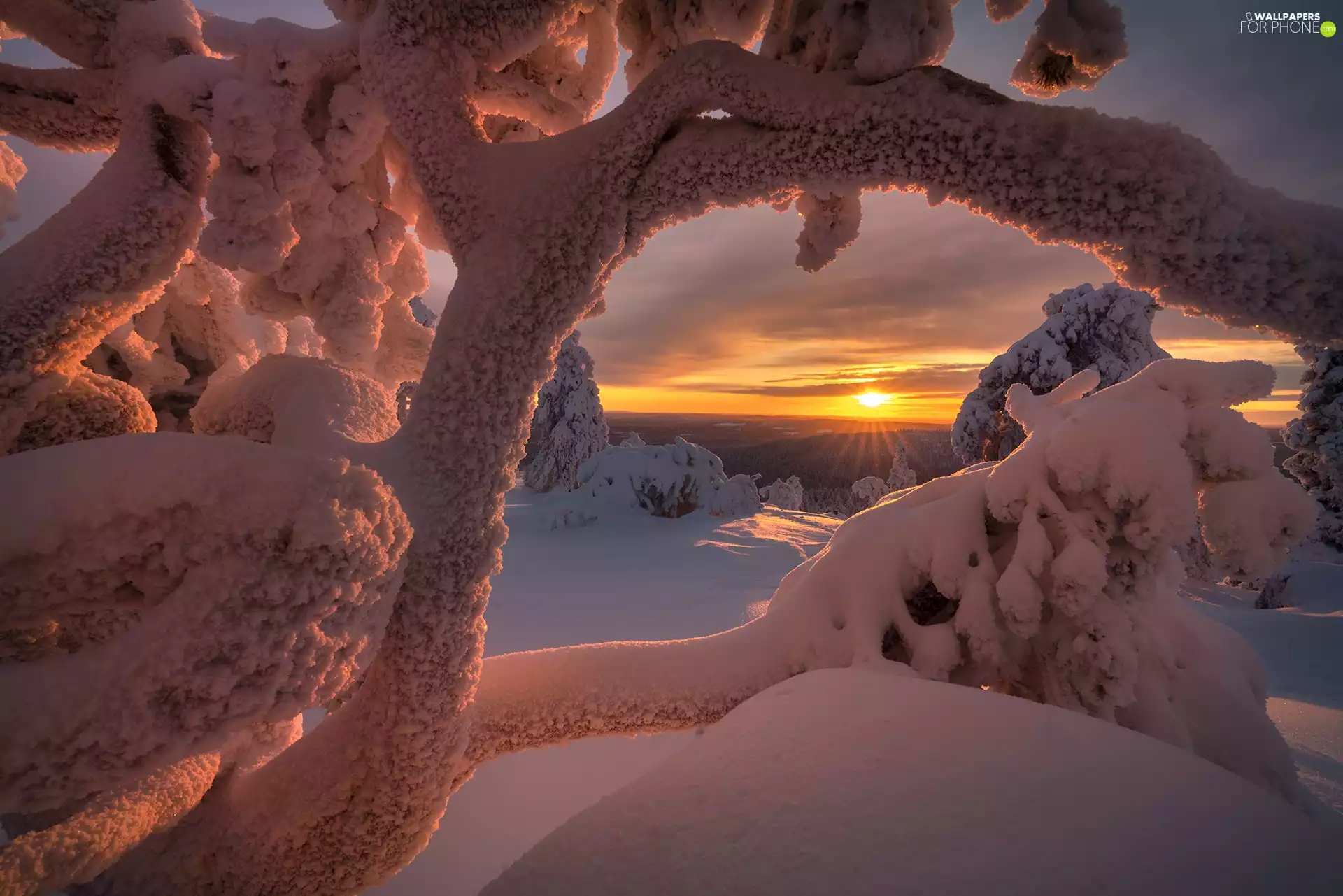 White frost, snow, viewes, rays of the Sun, winter, trees, branches