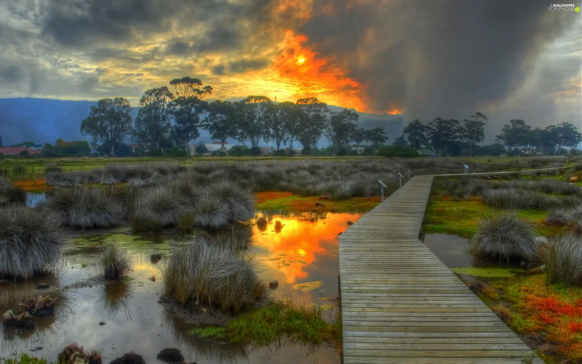 The setting, sun, by, swamp, footbridge