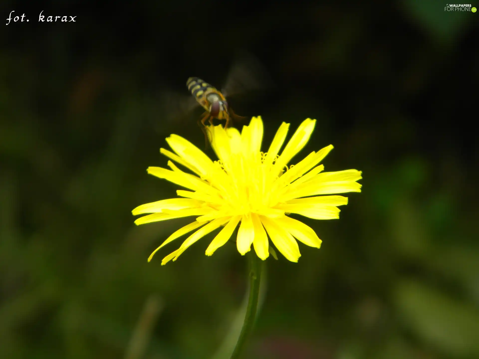 wasp, sow-thistle