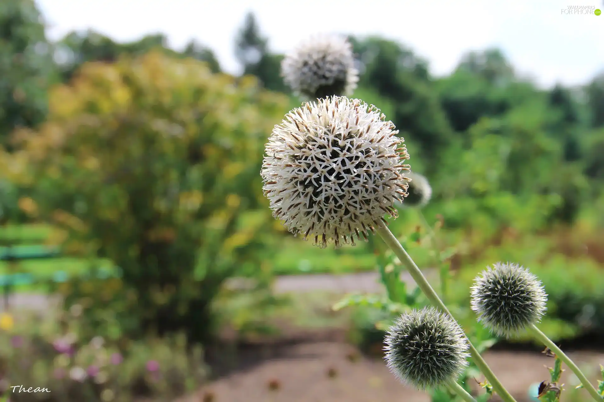 White, Thistles