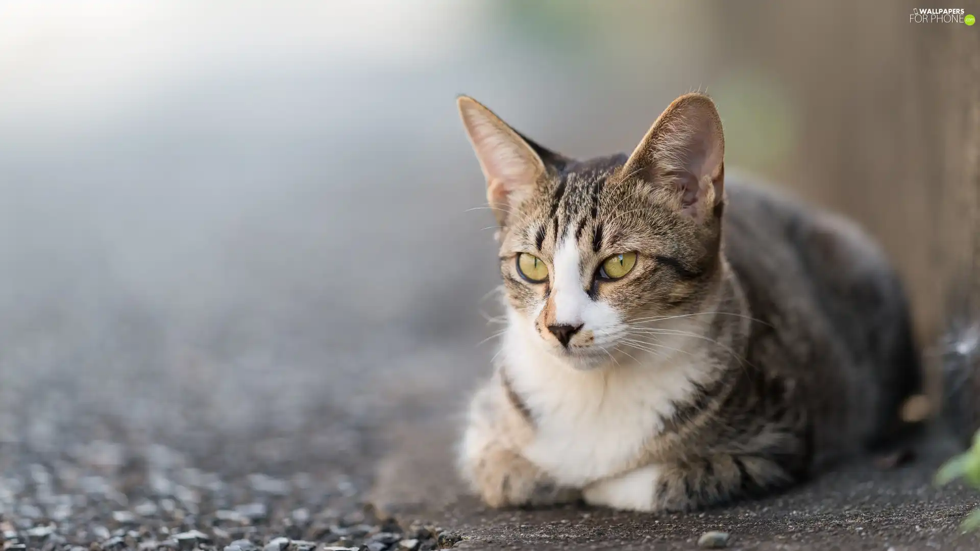 cat, land, thoughtfully, resting