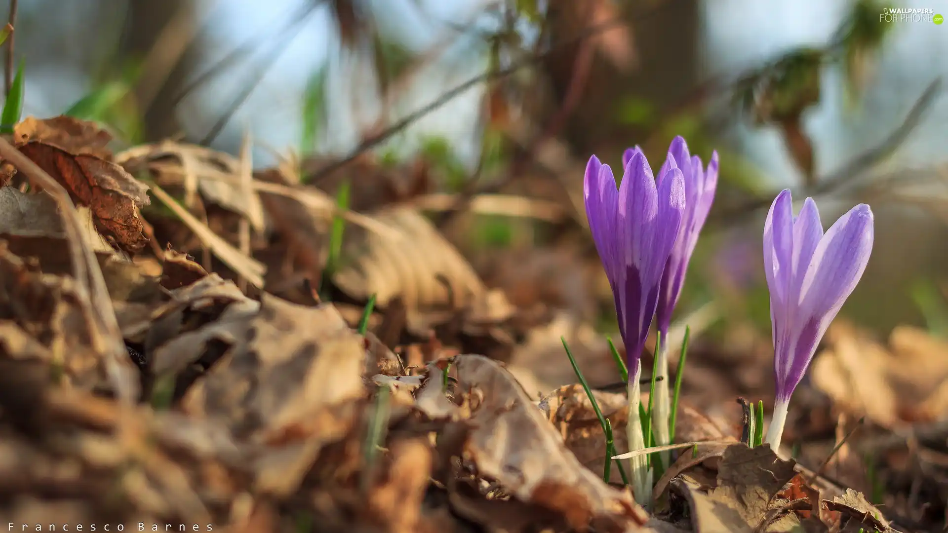 Flowers, purple, crocuses, Three