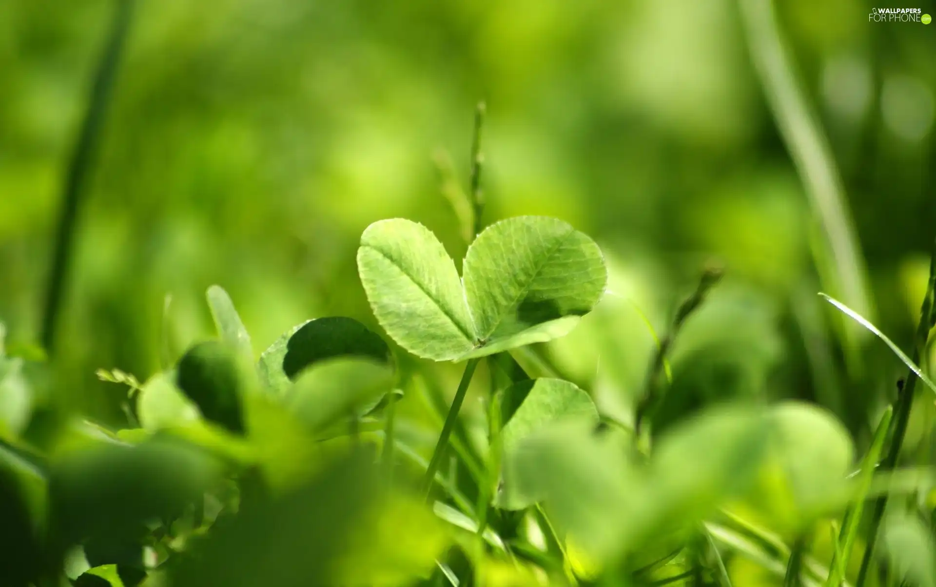 three Leaf, trefoil