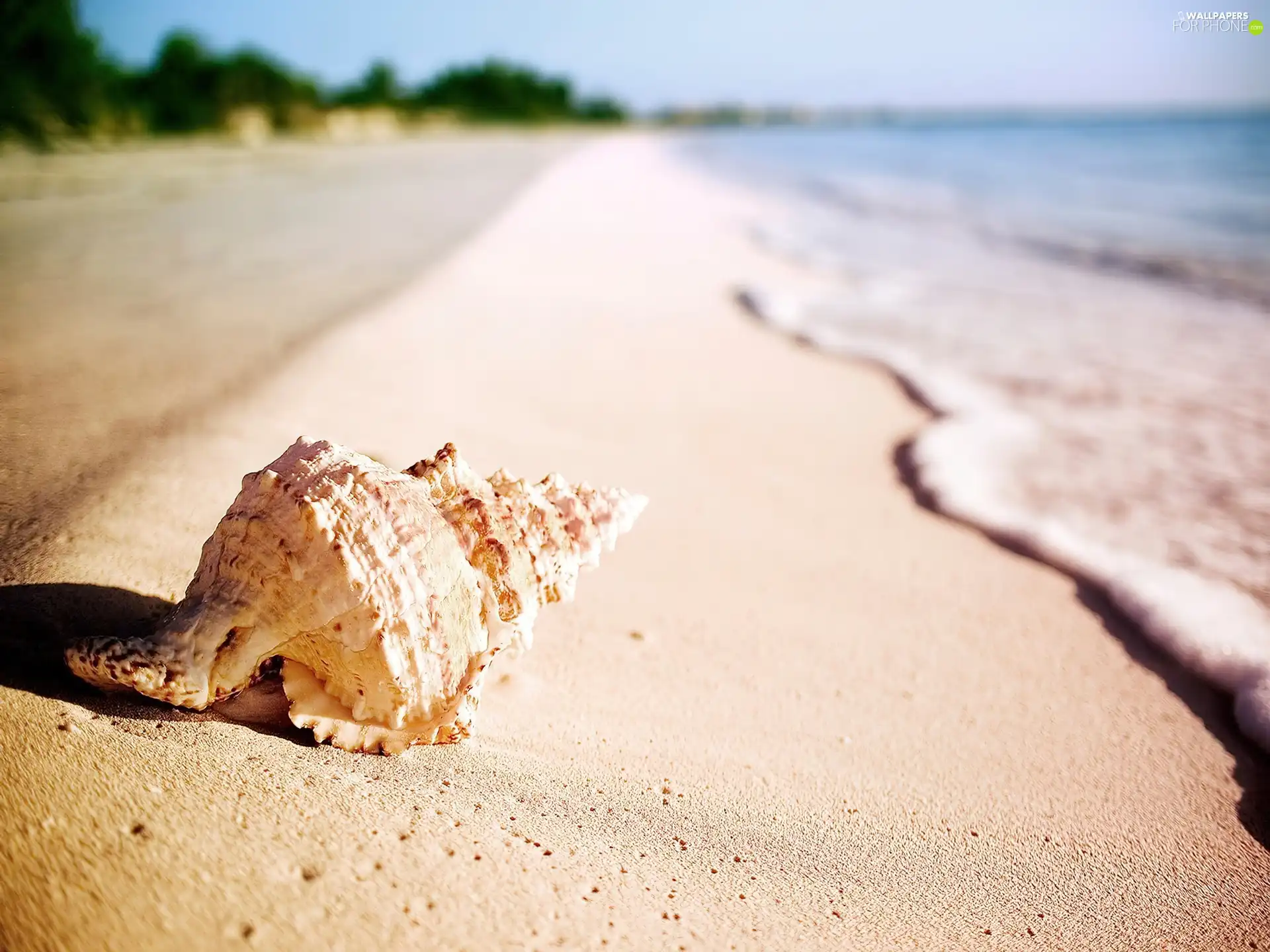 Tides, shell, Beaches