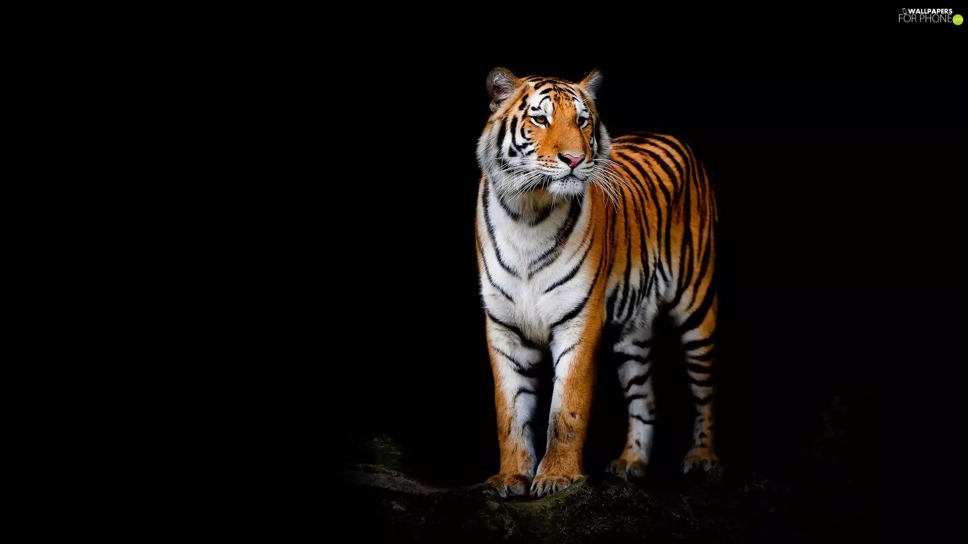 tiger, black background