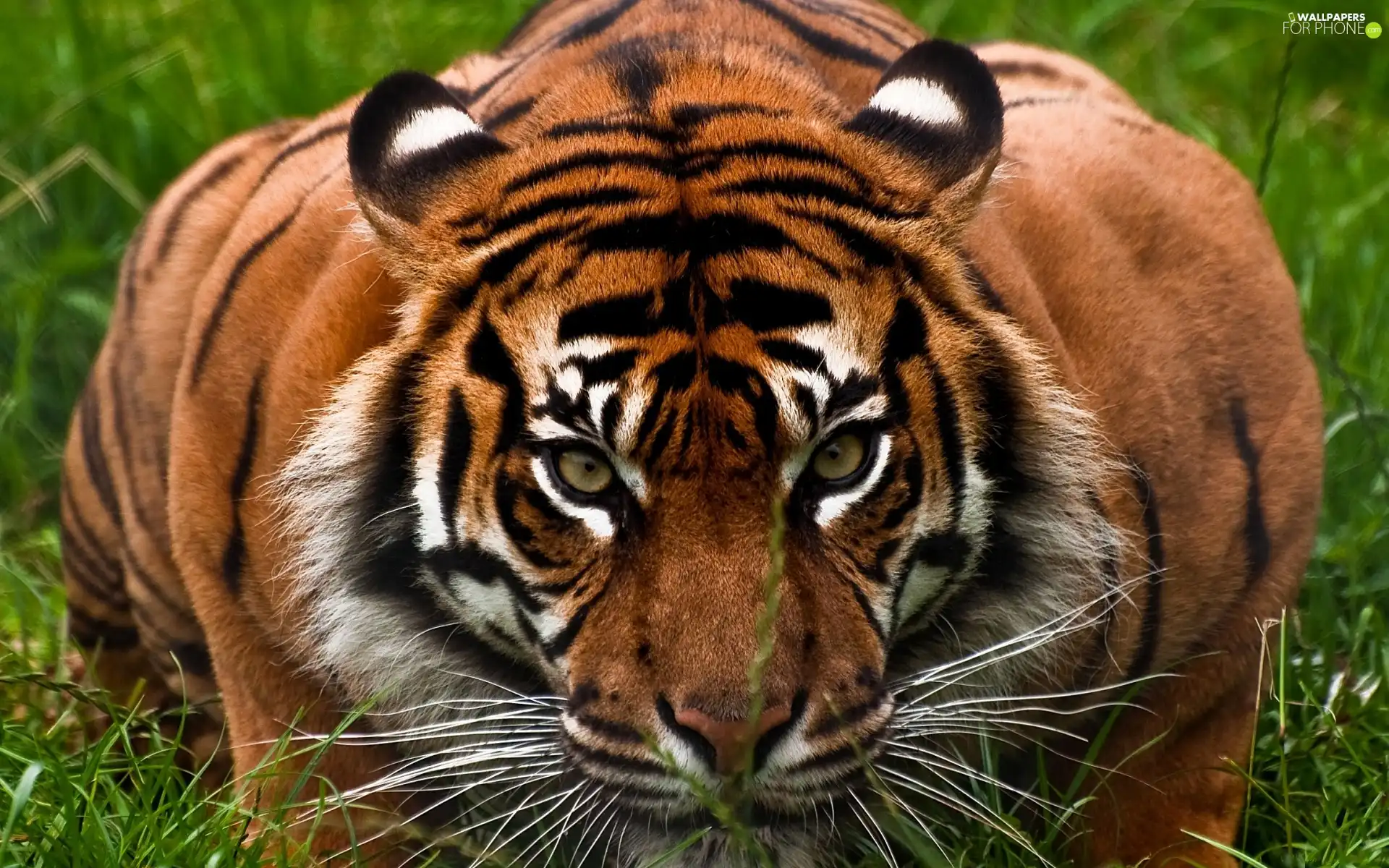 lying, tiger