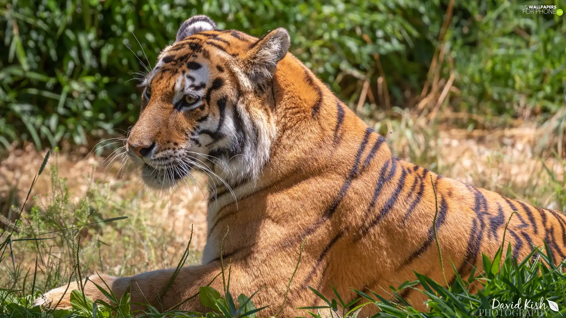 lying, grass, Plants, tiger