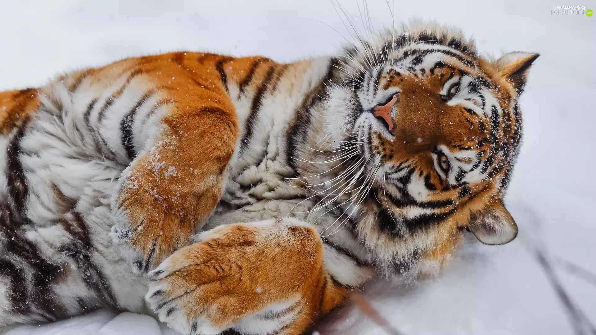 lying, paws, snow, tiger