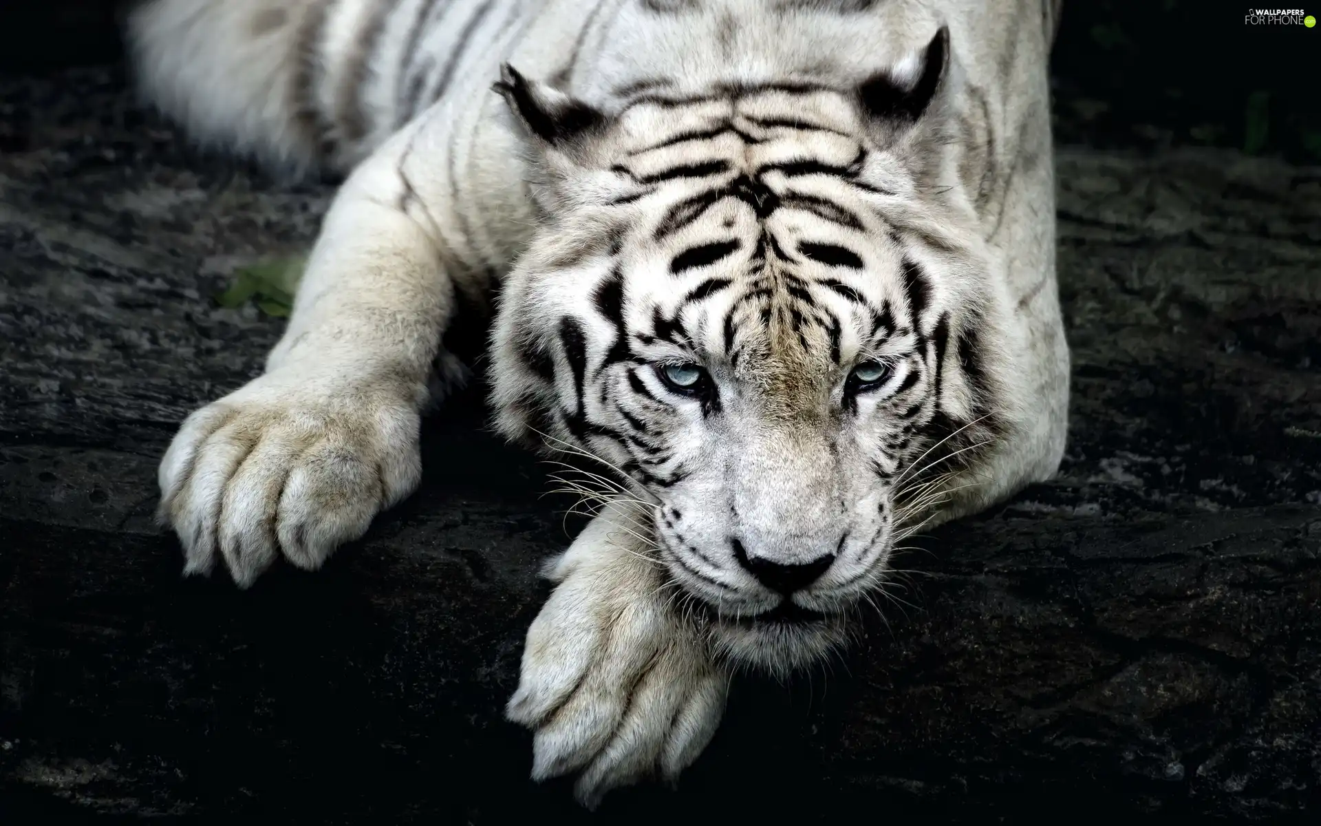 White, tiger