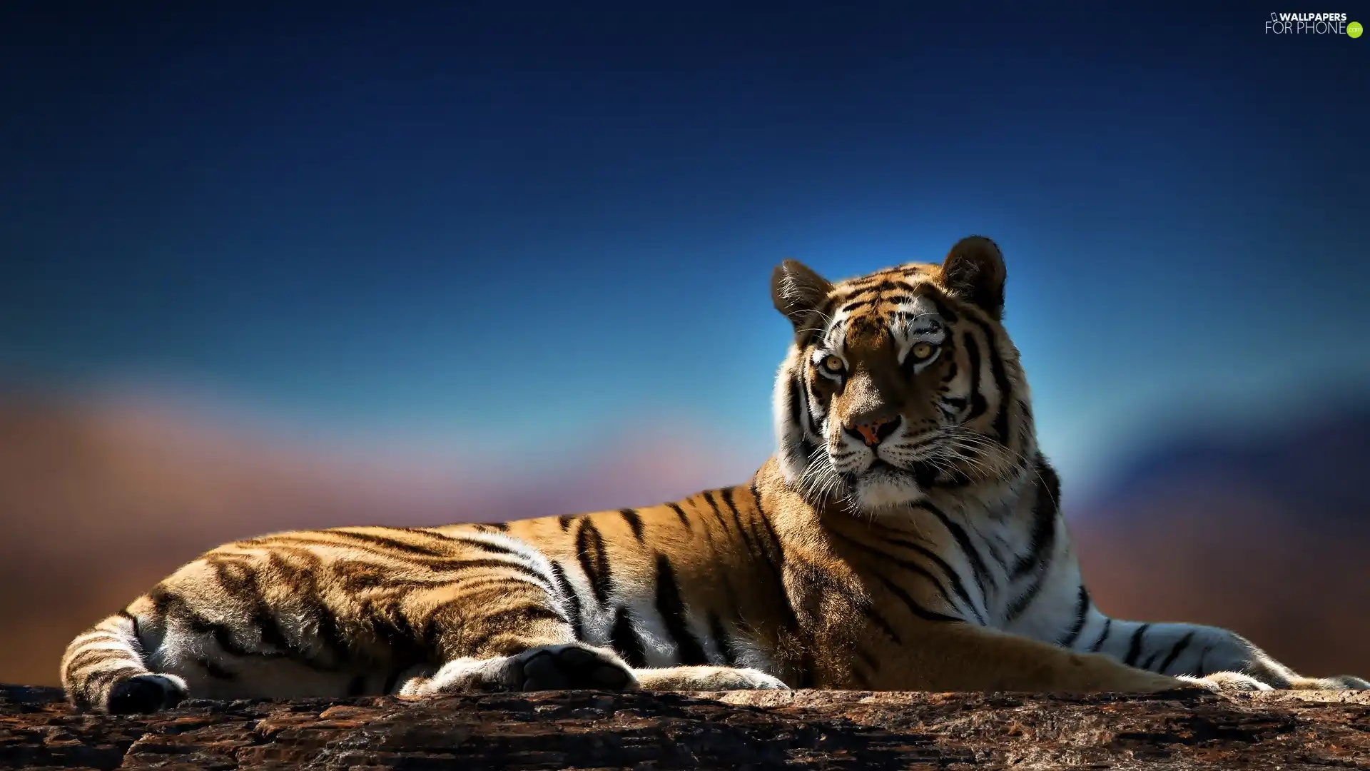 tiger