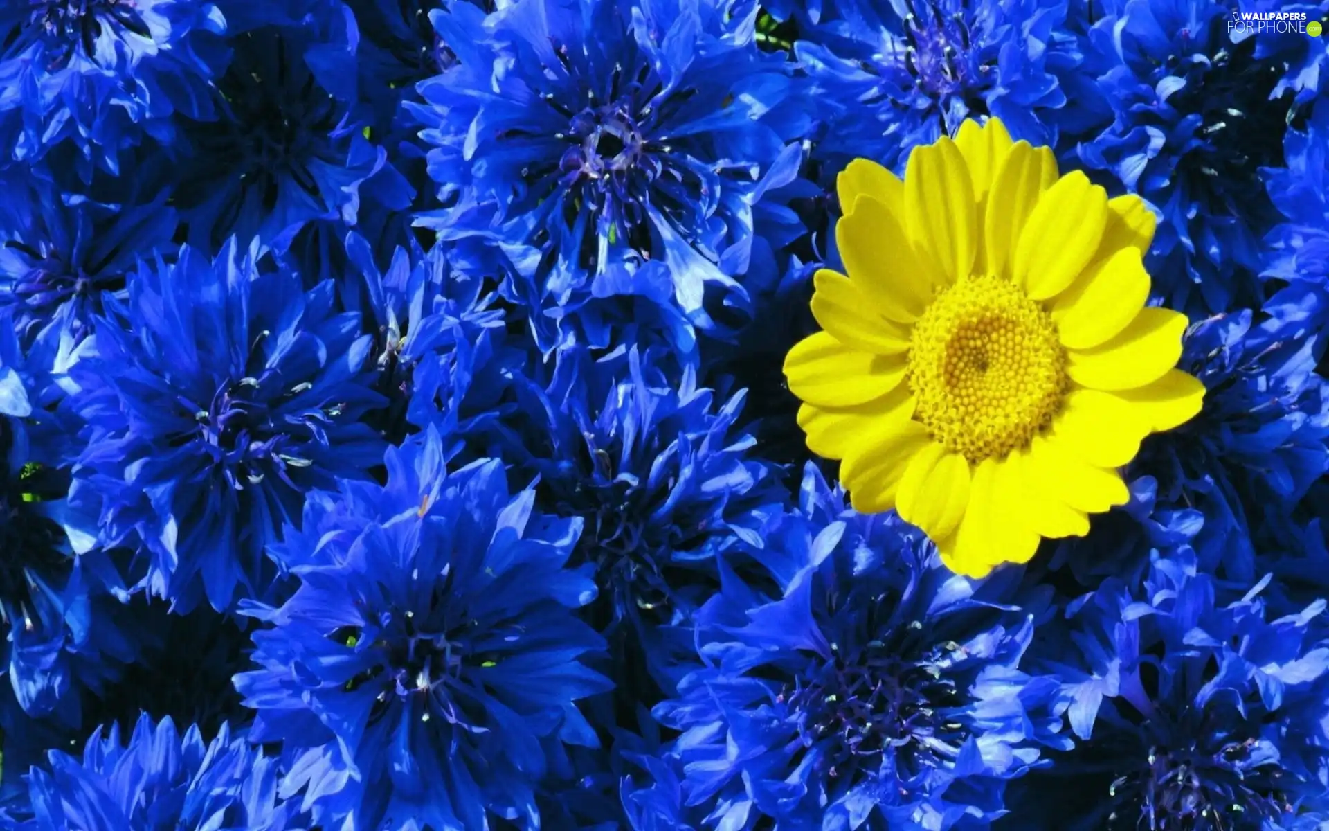 tle, Blue, Colourfull Flowers, an, Yellow