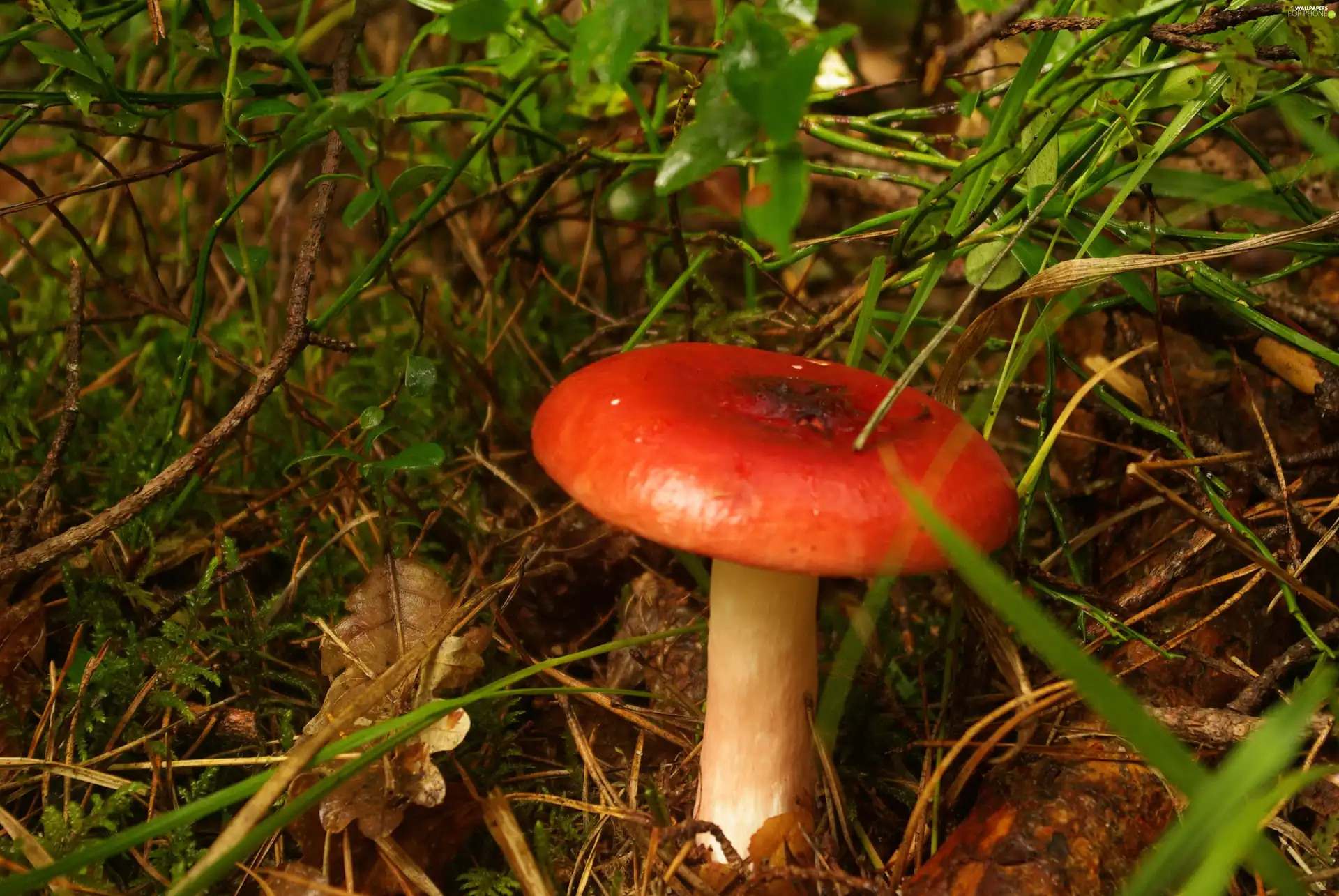 toadstool