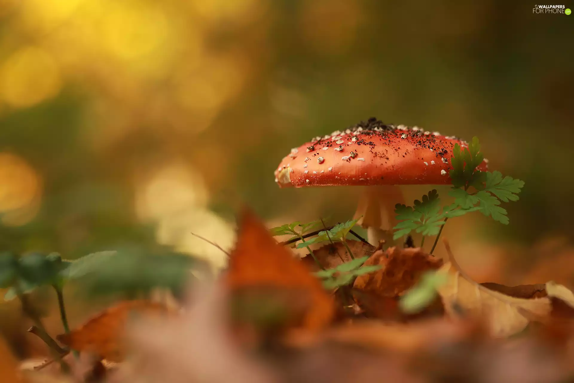 Red toadstool, Leaf, rapprochement, Mushrooms