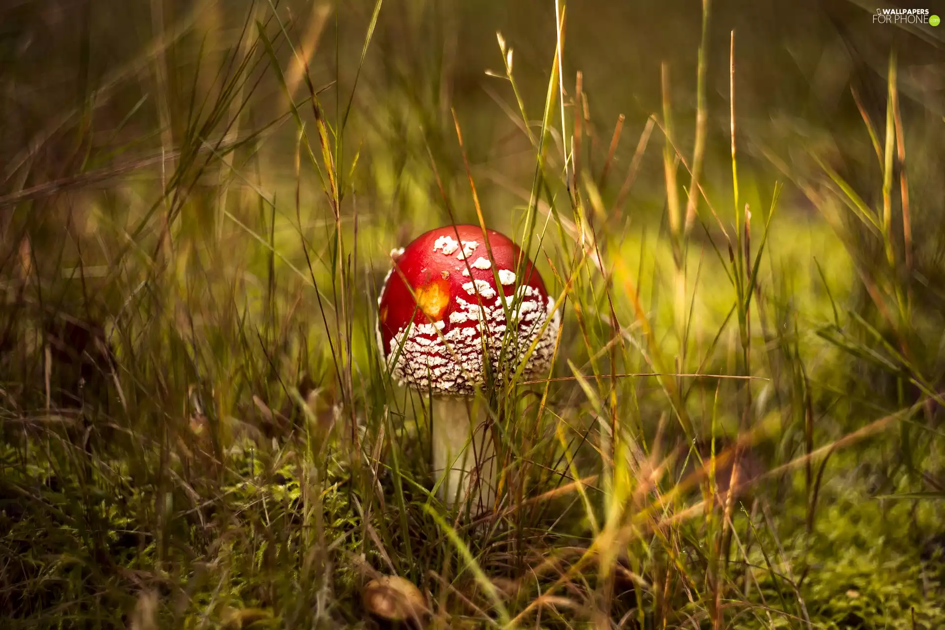 toadstool, Mushrooms, Red