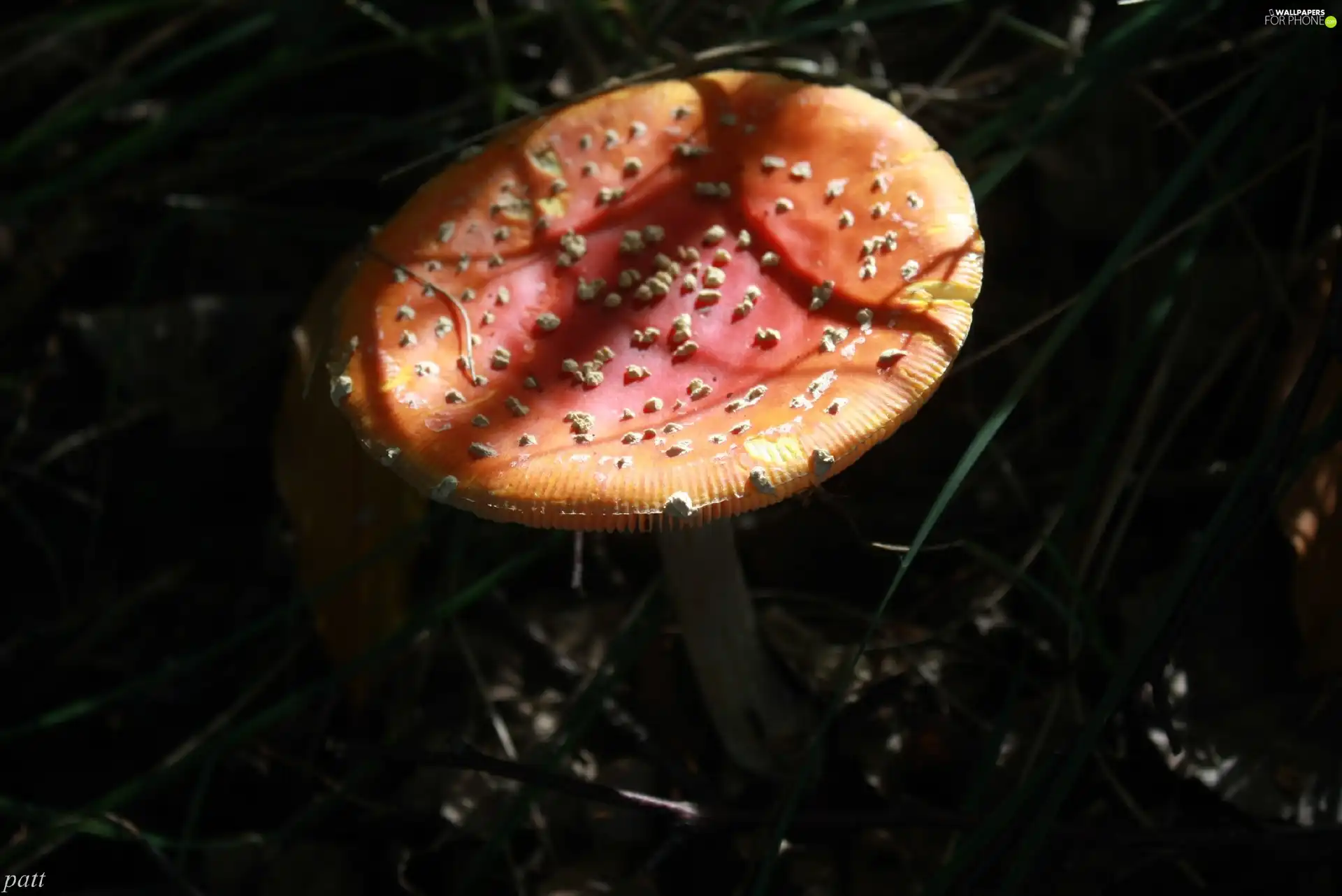 toadstool